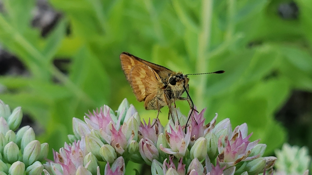 Woodland Skipper