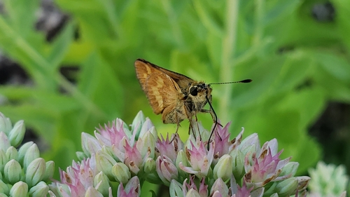 Woodland Skipper, Washington, US, photo 10 of 10