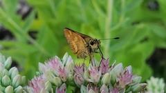 Woodland Skipper