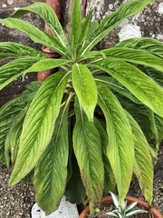 Echium pininana