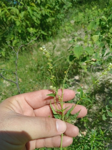 Croton martinianus