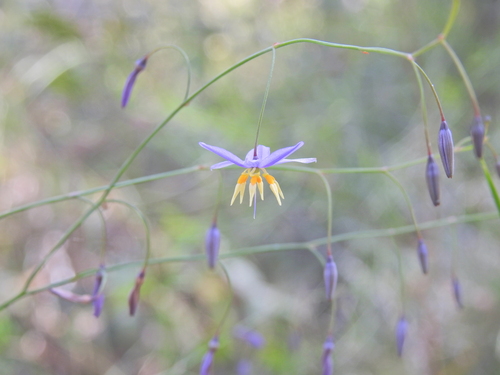 Image of Northern Vanilla Lily (Dianella rara) by (c) Scott W. Gavins, some rights reserved (CC BY)