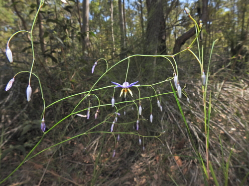 Image of Northern Vanilla Lily (Dianella rara) by (c) Scott W. Gavins, some rights reserved (CC BY)