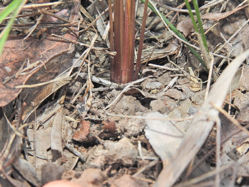 Image of Dianella rara by (c) Scott W. Gavins, some rights reserved (CC BY)
