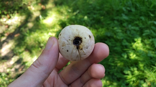 California Gall Wasp photo 5