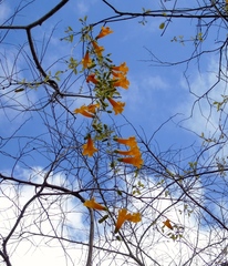 Adenocalymma inundatum