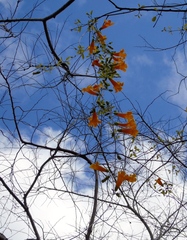 Adenocalymma inundatum