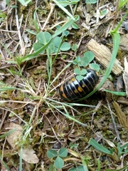 Glomeris pulchra