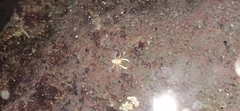Munidopsis polymorpha