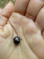 Glomeris pulchra