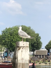 Larus argentatus