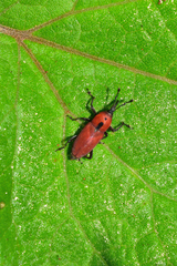 Rhodobaenus sanguineus