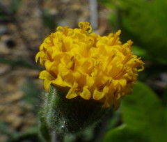 Arnica spathulata