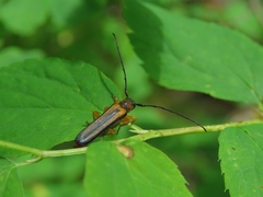 Oberea depressa