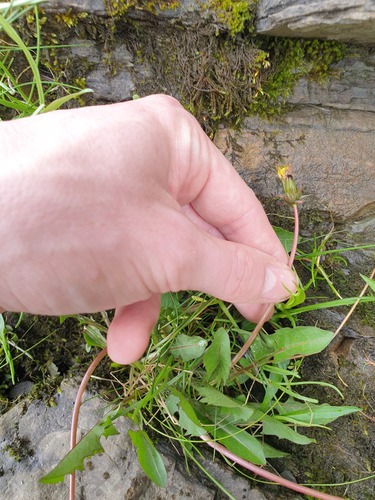 Large-lobed Dandelion (Taraxacum latilobum)