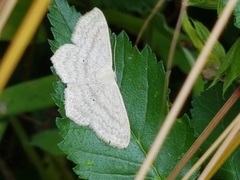 Scopula nigropunctata