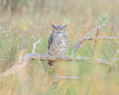 Great Horned Owl photographed in Colorado