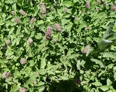 Agastache urticifolia