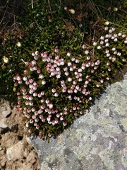 Harrimanella hypnoides