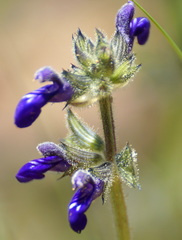 Salvia nana