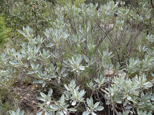Drifting Sage (Salvia blancoana)