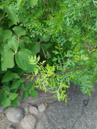 Bursera stenophylla Sprague & L.Riley