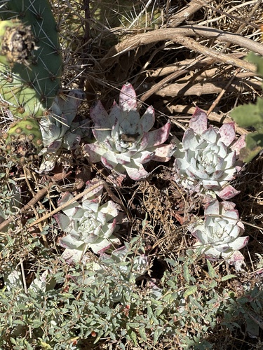 Dudleya candida