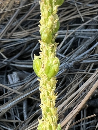 Image of Malaxis macrostachya by no rights reserved