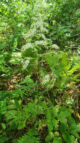 Image of Actaea dahurica by (c) Tatiana Strus, some rights reserved (CC BY)