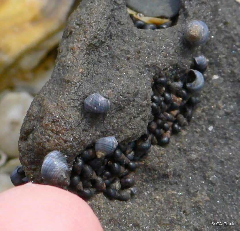 Afrolittorina