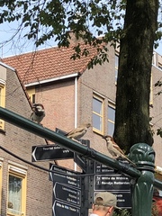 Passer domesticus