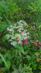 Tatiana Strus, CC BY, iNaturalist via GBIF Aster scaber, photograph Tatiana Strus, CC BY, iNaturalist via GBIF