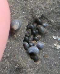 Afrolittorina acutispira