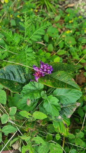 Image of Vicia ohwiana by (c) Tatiana Strus, some rights reserved (CC BY)