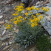 Siskiyou Mountains Ragwort - Photo (c) Jeff Goddard, some rights reserved (CC BY-NC), uploaded by Jeff Goddard