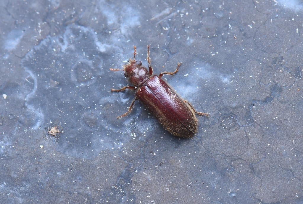 Polycaon sinensis