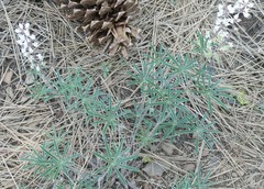 Lupinus albus
