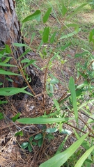 Asimina angustifolia