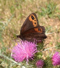 Erebia triarius