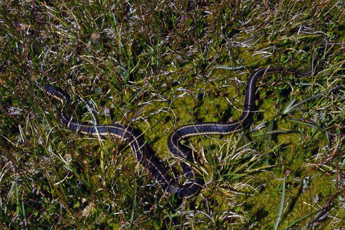 iNaturalist observation photo of Mountain Garter Snake