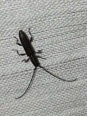 Neocompsa puncticollis