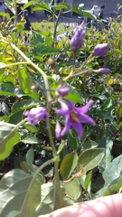 Solanum dulcamara
