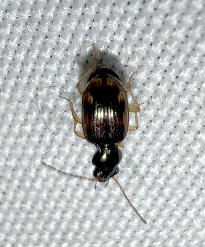 Bembidion affine photo 2