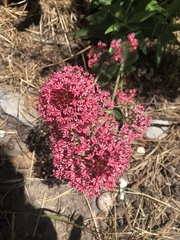 Centranthus