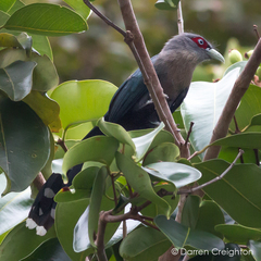 Phaenicophaeus diardi