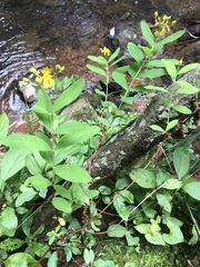 Hypericum nudiflorum