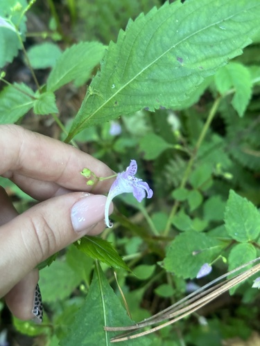 Image of Impatiens furcillata by (c) Tatyana Petrenko, some rights reserved (CC BY)