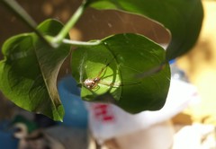 Latrodectus geometricus