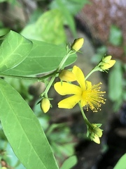 Hypericum nudiflorum