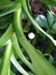Latrodectus geometricus